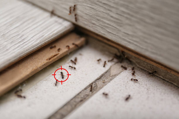 Best Flea Control Services  in Fort Recovery, OH