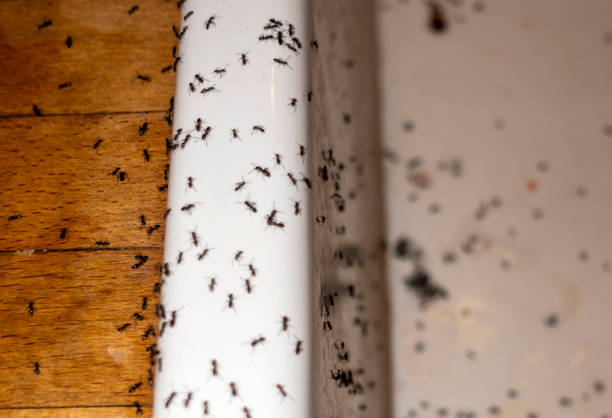 Best Pest Control Treatment  in Fort Recovery, OH